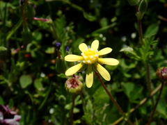 Blennosperma nanum
