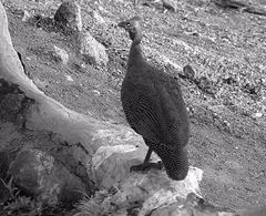 Numida meleagris mitratus