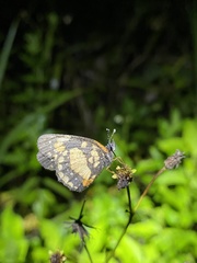 Chlosyne lacinia saundersi