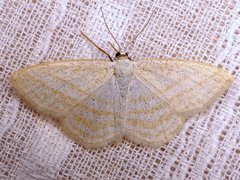 Scopula quadrilineata