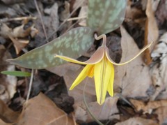 Erythronium rostratum