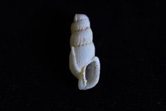 Tritonoharpa antiquata