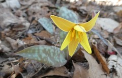 Erythronium rostratum