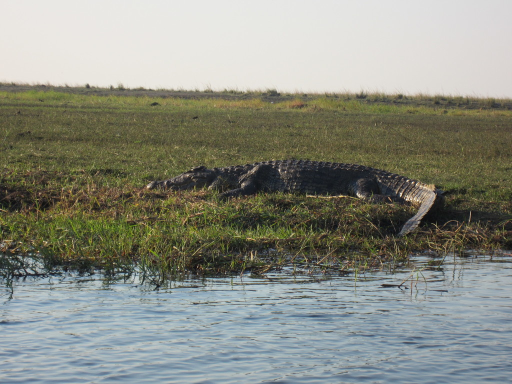 Southern African Crocodile From Zambezi Region Namibia On July 16   Large 