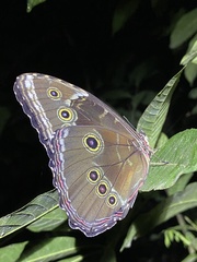 Morpho helenor insularis