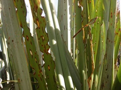 Ichneutica steropastis