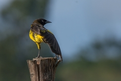 Pseudoleistes guirahuro