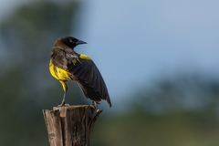 Pseudoleistes guirahuro