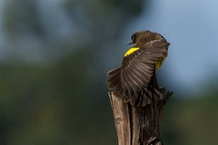 Pseudoleistes guirahuro