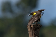 Pseudoleistes guirahuro