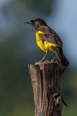 Pseudoleistes guirahuro