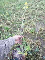 Brassica rapa rapa