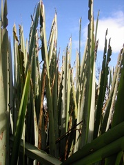 Ichneutica steropastis