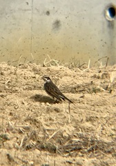 Turdus eunomus