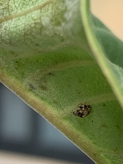 Psyllobora vigintimaculata