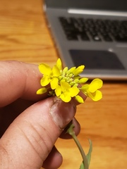 Brassica rapa rapa