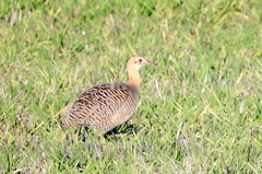 Rhynchotus rufescens