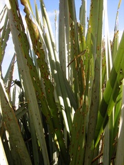 Orthoclydon praefectata