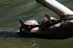 Actinemys marmorata marmorata