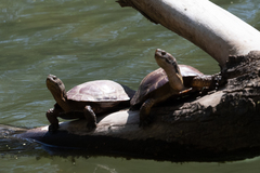 Actinemys marmorata marmorata