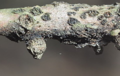 Callirhytis quercusgemmaria