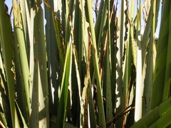 Ichneutica steropastis