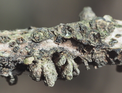 Callirhytis quercusgemmaria