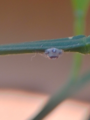 Ceroplastes cirripediformis
