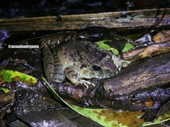 Limnonectes microdiscus