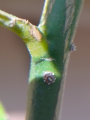 Ceroplastes cirripediformis