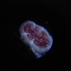Ceroplastes cirripediformis