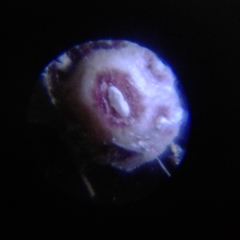 Ceroplastes cirripediformis
