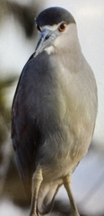 Nycticorax