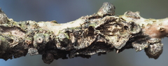Callirhytis quercusgemmaria