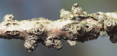 Callirhytis quercusgemmaria