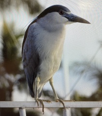 Nycticorax