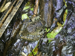 Limnonectes microdiscus