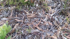 Eriochilus collinus collinus