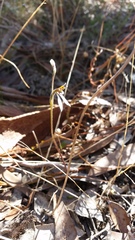 Eriochilus collinus collinus
