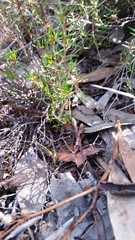 Eriochilus collinus collinus