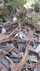 Eriochilus collinus collinus