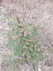 Parkinsonia praecox