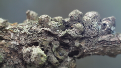 Callirhytis quercusgemmaria