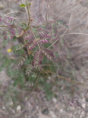 Parkinsonia praecox