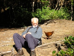 Gallirallus australis scotti