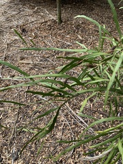 Carmichaelia williamsii