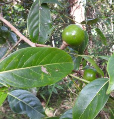 Endiandra globosa