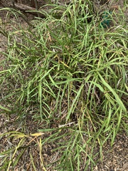 Carmichaelia williamsii