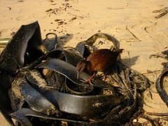 Gallirallus australis scotti