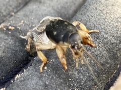 Neoscapteriscus borellii